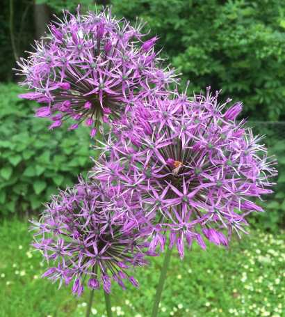 Allium rosenbacianum 'Michael H. Hoog' 